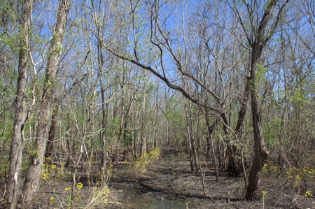 15 Acres of Prime Atchafalaya Basin Hunting Land – Butte La Rose - image 27