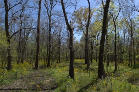15 Acres of Prime Atchafalaya Basin Hunting Land – Butte La Rose - image 35