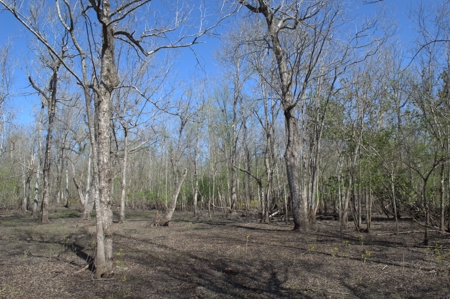15 Acres of Prime Atchafalaya Basin Hunting Land – Butte La Rose - image 18