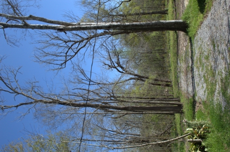15 Acres of Prime Atchafalaya Basin Hunting Land – Butte La Rose - image 26