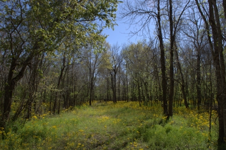 15 Acres of Prime Atchafalaya Basin Hunting Land – Butte La Rose - image 11