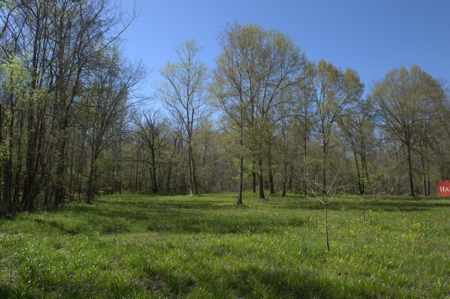 15 Acres of Prime Atchafalaya Basin Hunting Land – Butte La Rose - image 13