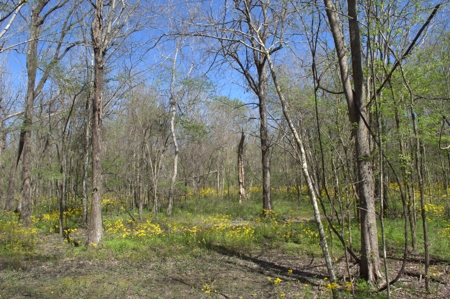 15 Acres of Prime Atchafalaya Basin Hunting Land – Butte La Rose - image 24