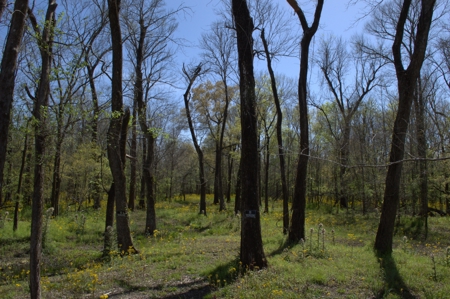 15 Acres of Prime Atchafalaya Basin Hunting Land – Butte La Rose - image 34