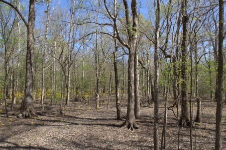 15 Acres of Prime Atchafalaya Basin Hunting Land – Butte La Rose - image 17