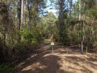 Longstraw 160 - Jackson Parish Timber - image 10