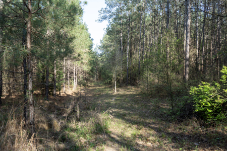 Longstraw 160 - Jackson Parish Timber - image 4