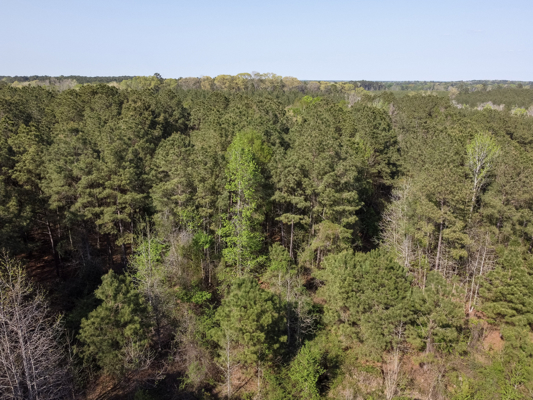 Longstraw 160 - Jackson Parish Timber