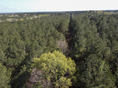 Longstraw 160 - Jackson Parish Timber - image 29