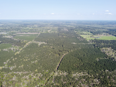 Longstraw 160 - Jackson Parish Timber - image 16