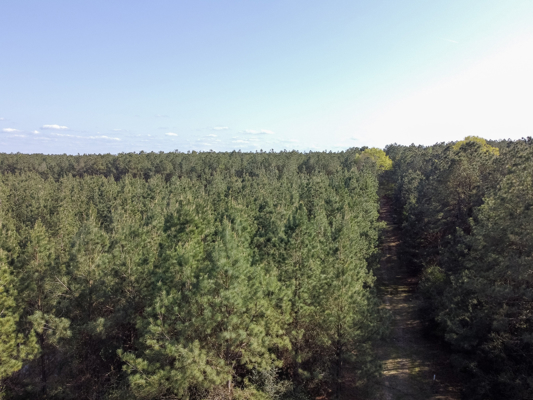 Longstraw 160 - Jackson Parish Timber