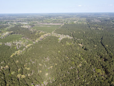 Longstraw 160 - Jackson Parish Timber - image 17