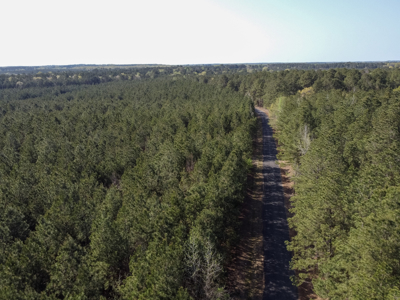 Longstraw 160 - Jackson Parish Timber - image 34