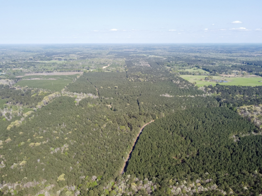 Longstraw 160 - Jackson Parish Timber