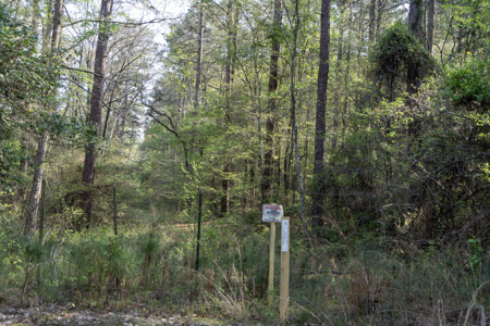 Longstraw 160 - Jackson Parish Timber - image 44