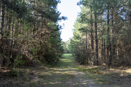 Longstraw 160 - Jackson Parish Timber - image 6