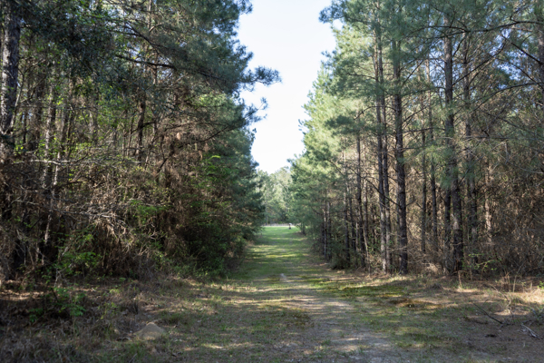 Longstraw 160 - Jackson Parish Timber