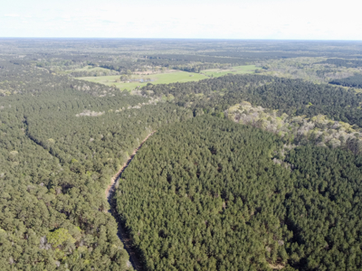 Longstraw 160 - Jackson Parish Timber - image 18