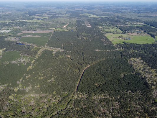 Longstraw 160 - Jackson Parish Timber