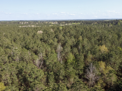 Longstraw 160 - Jackson Parish Timber - image 30