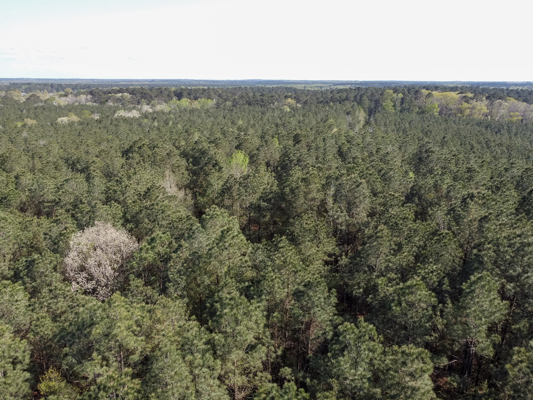 Longstraw 160 - Jackson Parish Timber