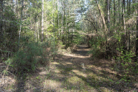 Longstraw 160 - Jackson Parish Timber - image 36