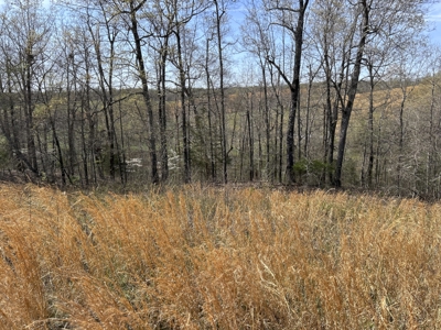 Land for Sale in the Northern Arkansas Ozarks - image 3