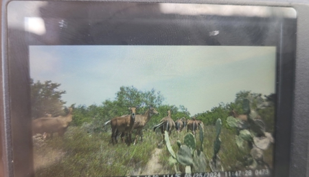 Prime Hunting Property for Sale in Falfurrias, TX - image 4