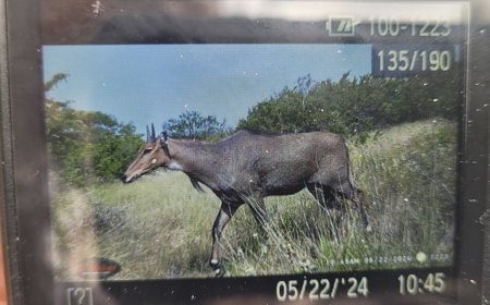Prime Hunting Property for Sale in Falfurrias, TX - image 5