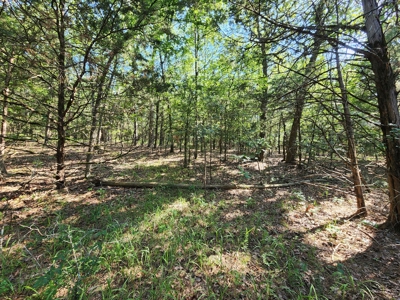 10 Acre Off-Grid Homestead Property - image 9