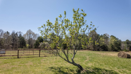 Home and Farm for sale in the Northern Arkansas Ozarks - image 30