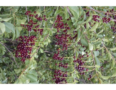 Northeastern New Mexico Farm For Sale - image 26