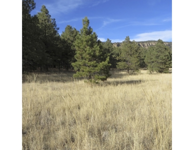 Northeastern New Mexico Farm For Sale - image 7