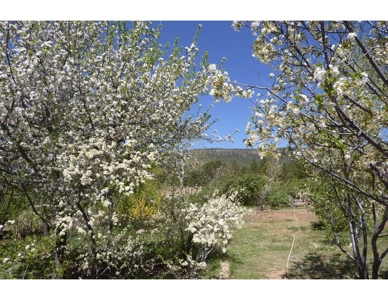 Northeastern New Mexico Farm For Sale - image 8