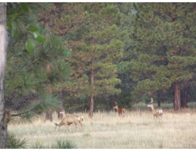 Northeastern New Mexico Farm For Sale - image 27