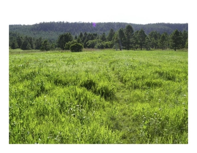 Northeastern New Mexico Farm For Sale - image 3