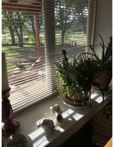 Northeastern New Mexico Farm For Sale - image 13