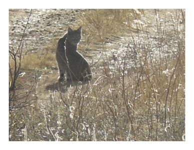 Northeastern New Mexico Farm For Sale - image 37