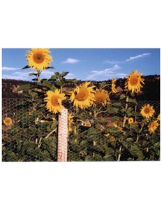 Northeastern New Mexico Farm For Sale - image 39