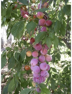 Northeastern New Mexico Farm For Sale - image 18