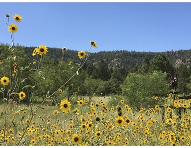 Northeastern New Mexico Farm For Sale - image 6