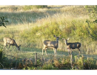 Northeastern New Mexico Farm For Sale - image 42