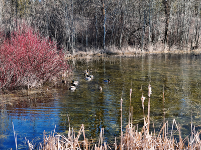 Expansive 40-acre parcel in Reardan, Washington - image 14