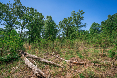 Hunting and Fishing Acreage near Sam Rayburn Reservoir - image 19