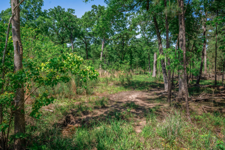 Hunting and Fishing Acreage near Sam Rayburn Reservoir - image 27