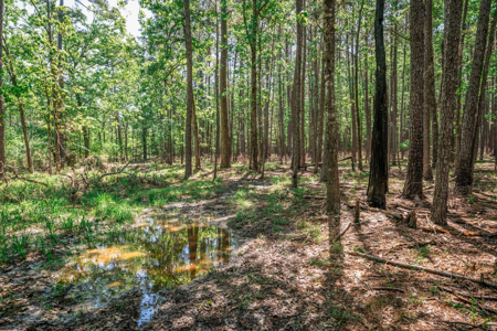 Hunting and Fishing Acreage near Sam Rayburn Reservoir - image 20