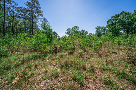 Hunting and Fishing Acreage near Sam Rayburn Reservoir - image 13