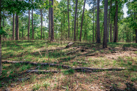 Hunting and Fishing Acreage near Sam Rayburn Reservoir - image 30
