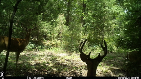 403+ Acre Hunting Paradise in Upshur County, TX - image 32