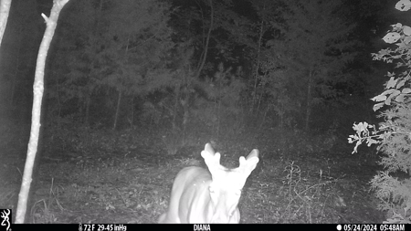 403+ Acre Hunting Paradise in Upshur County, TX - image 35